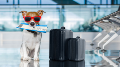 How to Travel with Pets