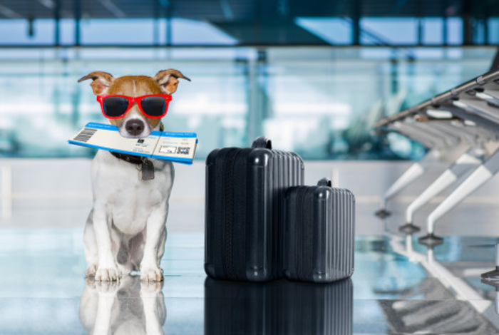 How to Travel with Pets